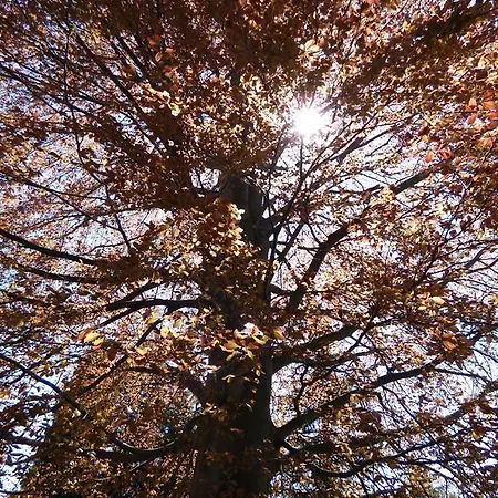圣布里吉达别墅住宿加早餐旅馆 皮内罗洛