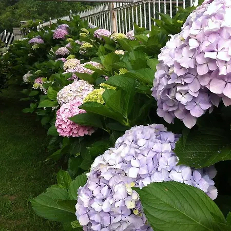 圣布里吉达别墅住宿加早餐旅馆 * 皮内罗洛