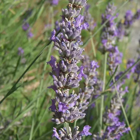 圣布里吉达别墅住宿加早餐旅馆 住宿加早餐酒店
